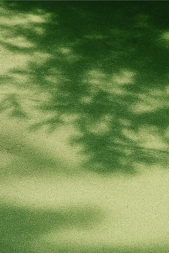 Dappled sunlight through leaves over a mossy green surface
